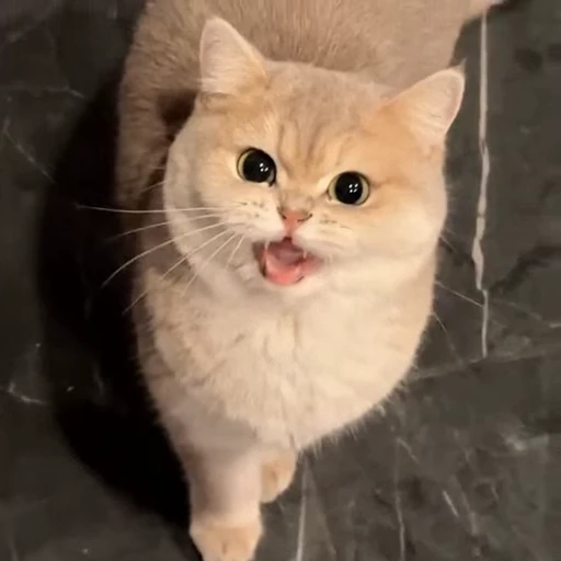 🤩 Стикер «Котиксы» для Telegram