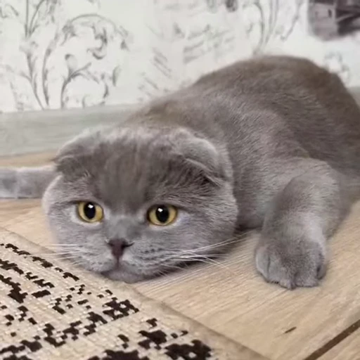 🤩 Стикер «Котиксы» для Telegram