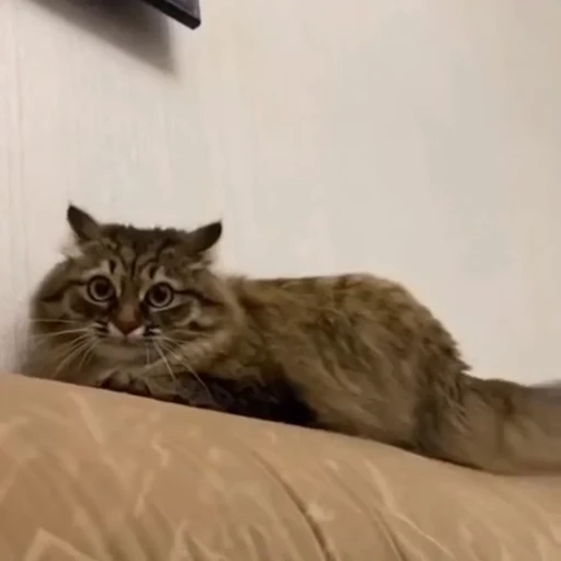 🤩 Стикер «Котиксы» для Telegram