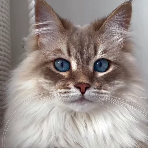 🤩 Стикер «Котиксы» для Telegram