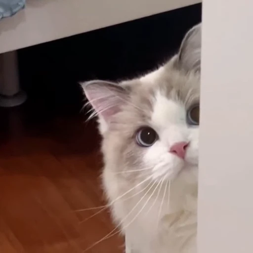 🤩 Стикер «Котиксы» для Telegram