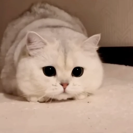 🤩 Стикер «Котиксы» для Telegram