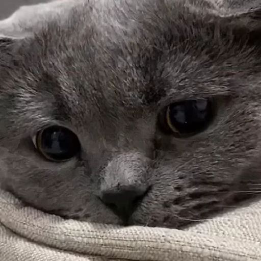 🤩 Стикер «Котиксы» для Telegram