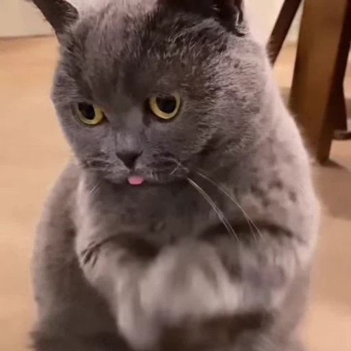 🤩 Стикер «Котиксы» для Telegram