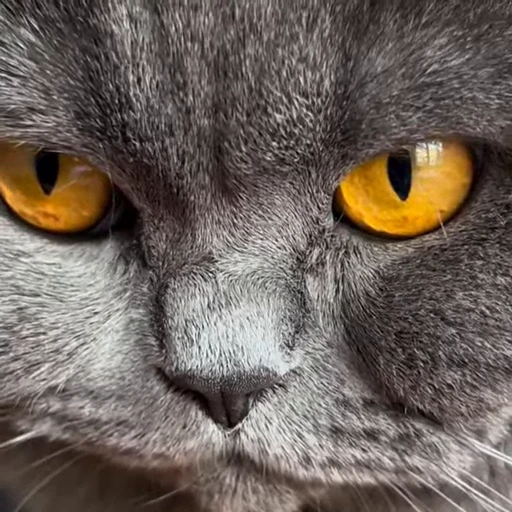 🤩 Стикер «Котиксы» для Telegram