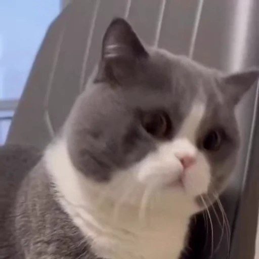 🤩 Стикер «Котиксы» для Telegram