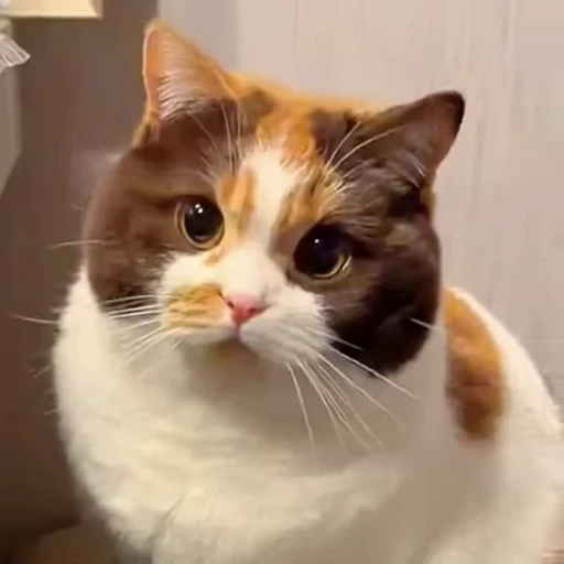 🤩 Стикер «Котиксы» для Telegram