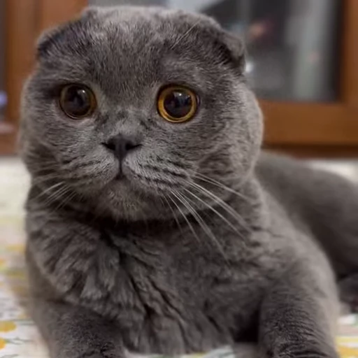 🤩 Стикер «Котиксы» для Telegram