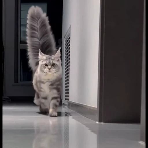 🤩 Стикер «Котиксы» для Telegram
