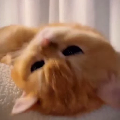 🤩 Стикер «Котиксы» для Telegram