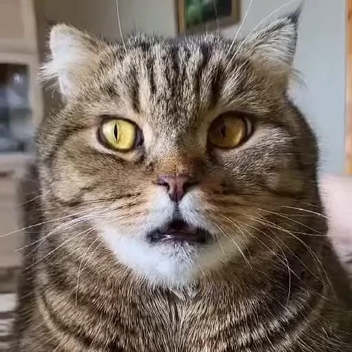 🤩 Стикер «Котиксы» для Telegram