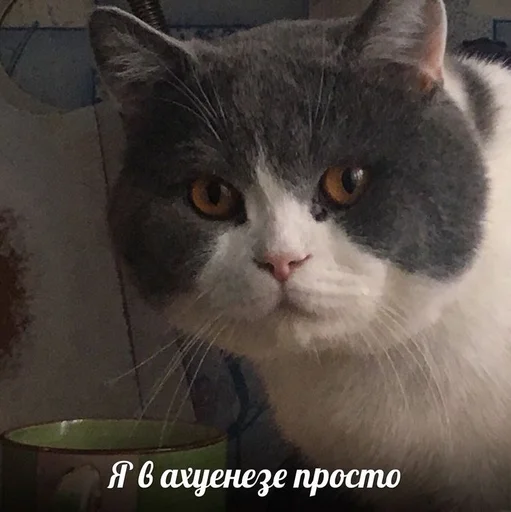 😐 Стикер «Cvcv» для Telegram