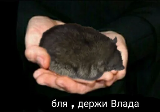 🐀 Стикер «Cvcv» для Telegram