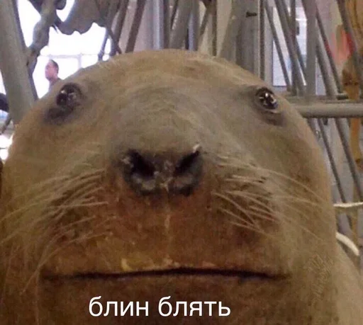 😐 Стикер «Cvcv» для Telegram