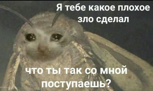 😢 Стикер «Cvcv» для Telegram
