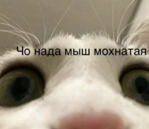 😠 Стикер «Cvcv» для Telegram