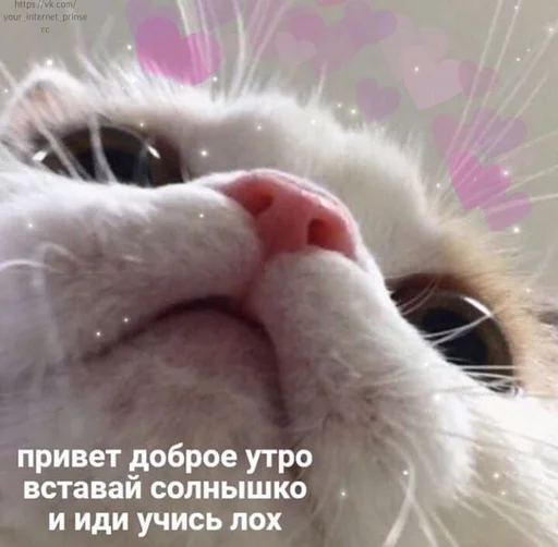 💗 Стикер «Cvcv» для Telegram