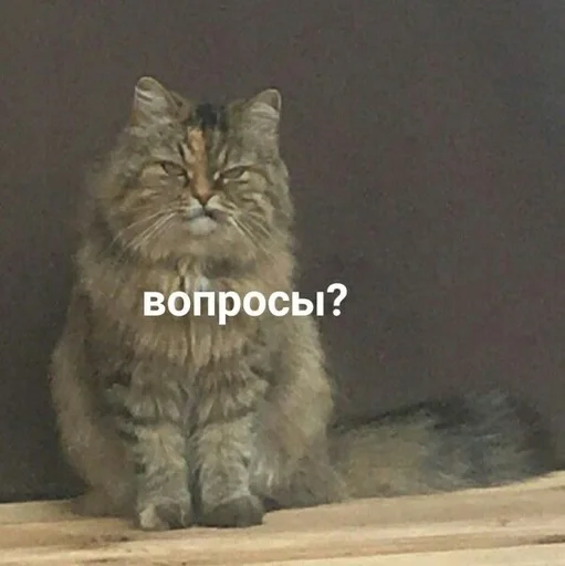 😑 Стикер «Cvcv» для Telegram