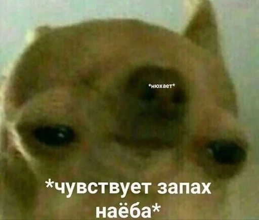 🤙 Стикер «Cvcv» для Telegram