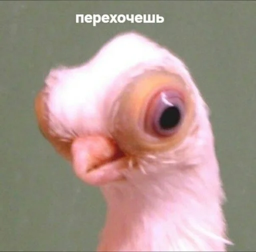 🐓 Стикер «Cvcv» для Telegram