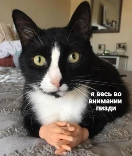 👍 Стикер «Cvcv» для Telegram