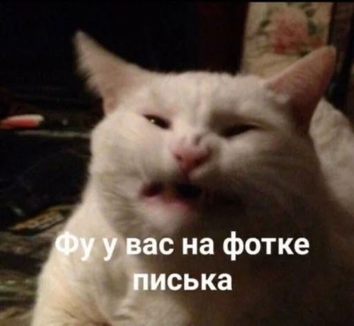 Стикерпак Cvcv для Telegram — скачать