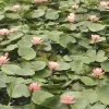 Стикер 29 Garden