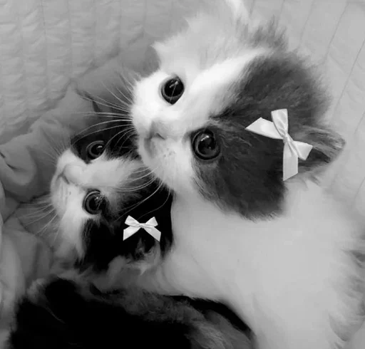 😐 Стикер «couldy cat могучий кот» для Telegram