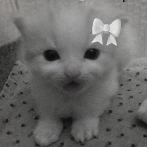 🔞 Стикер «couldy cat могучий кот» для Telegram