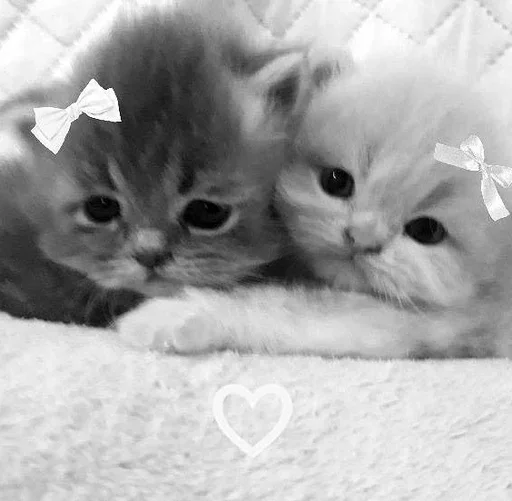 😳 Стикер «couldy cat могучий кот» для Telegram