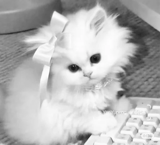 🥺 Стикер «couldy cat могучий кот» для Telegram