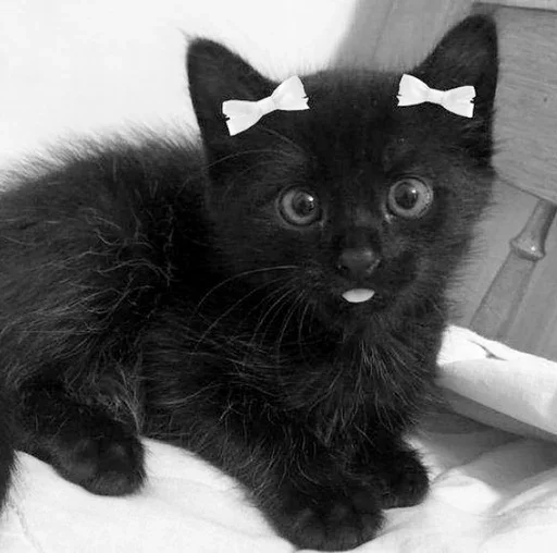 🥹 Стикер «couldy cat могучий кот» для Telegram