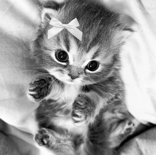 ☺️ Стикер «couldy cat могучий кот» для Telegram