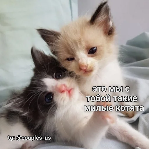 ❤️ Стикер «Мы??» для Telegram