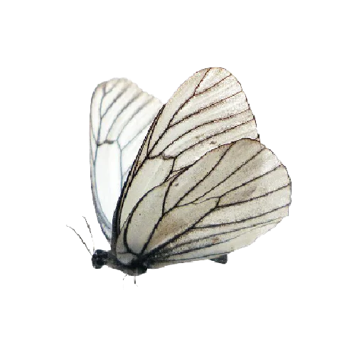 🦋 Стикер «atmosphere» для Telegram