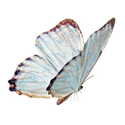 🦋 Стикер «atmosphere» для Telegram