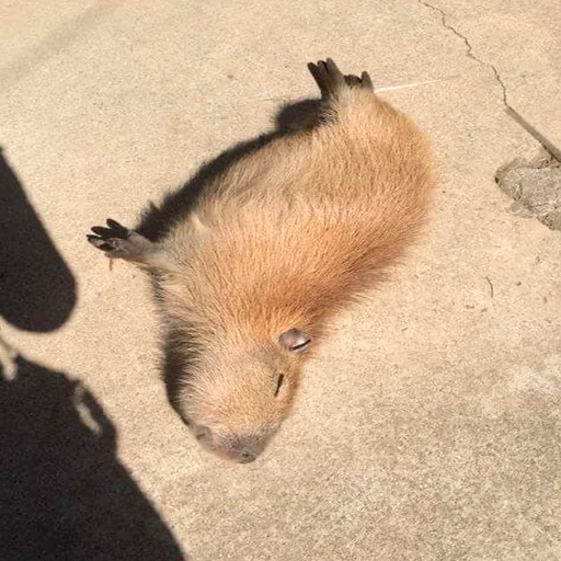 😴 Стикер «Capybara&;s world» для Telegram