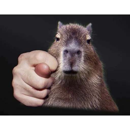 👋 Стикер «Capybara&;s world» для Telegram
