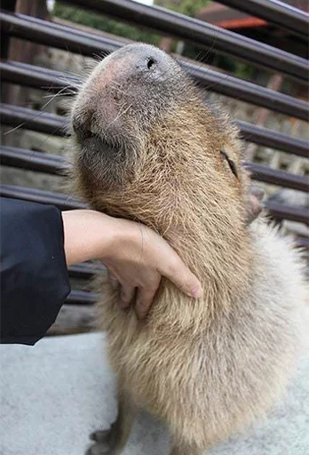 ☺️ Стикер «Capybara&;s world» для Telegram