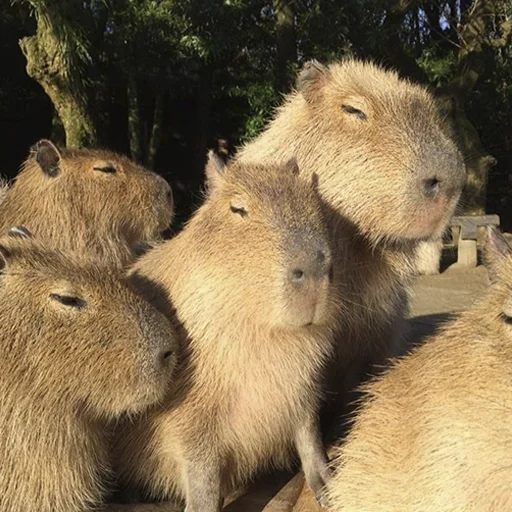 😴 Стикер «Capybara&;s world» для Telegram