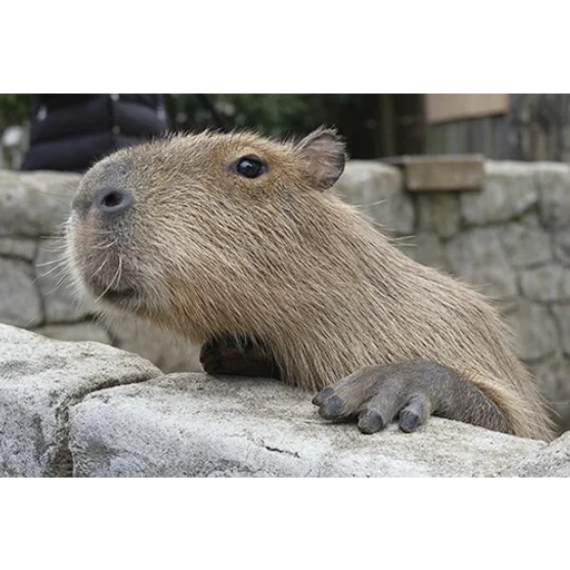 😯 Стикер «Capybara&;s world» для Telegram