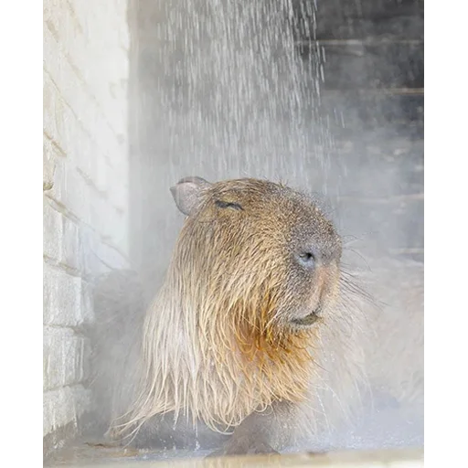 🤤 Стикер «Capybara&;s world» для Telegram