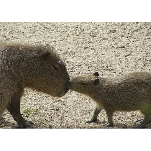 💋 Стикер «Capybara&;s world» для Telegram