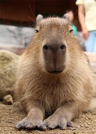 😏 Стикер «Capybara&;s world» для Telegram