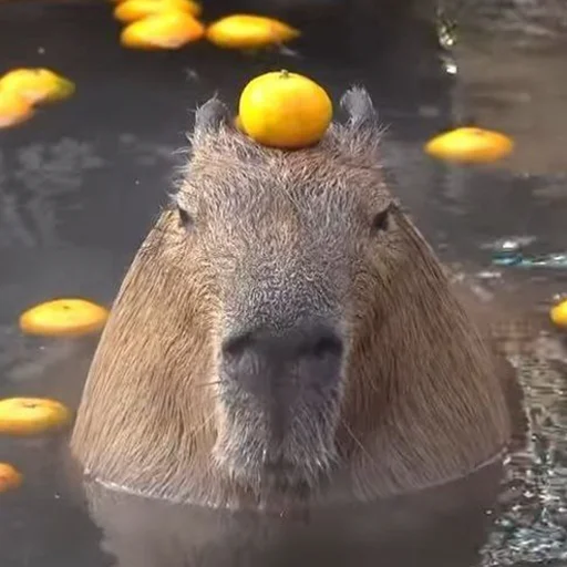 😑 Стикер «Capybara&;s world» для Telegram