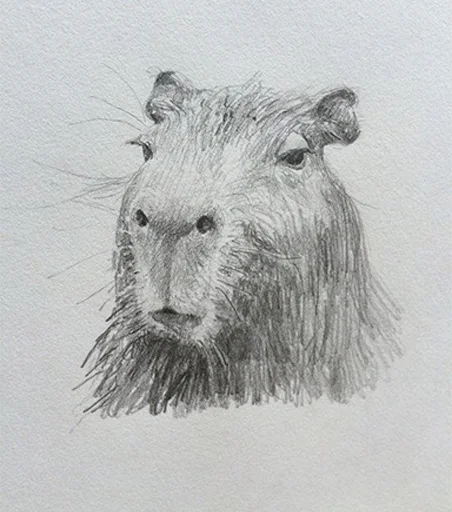 🫥 Стикер «Capybara&;s world» для Telegram