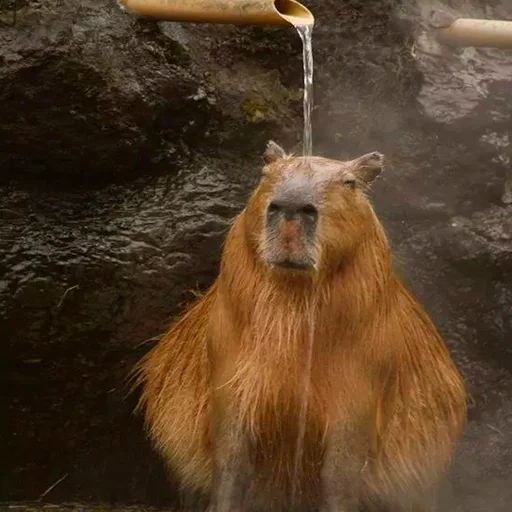 🤤 Стикер «Capybara&;s world» для Telegram