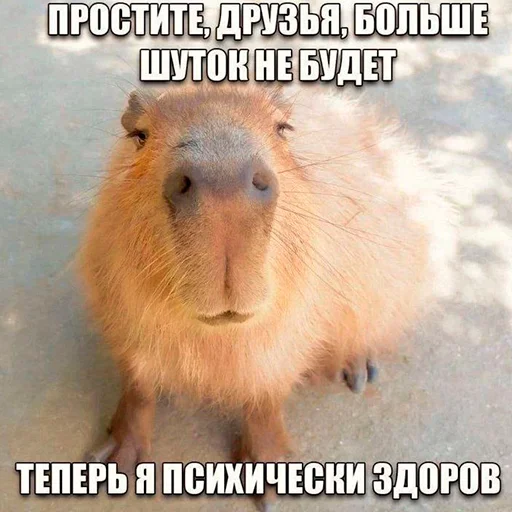 😀 Стикер «Capybara&;s world» для Telegram