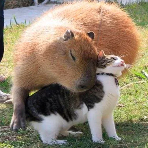 🥰 Стикер «Capybara&;s world» для Telegram