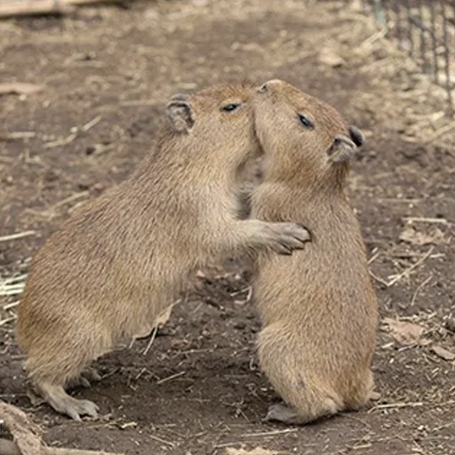 ❤️ Стикер «Capybara&;s world» для Telegram
